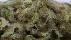 Buy AK Banana Strain Marijuana Online