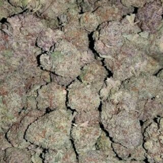Buy Ghost Train Haze Online