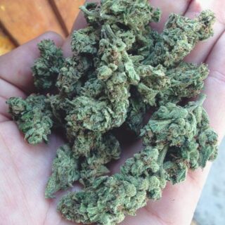 Buy Jamaican Pearl Online