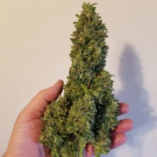Buy Northern Lights x Big Bud Online