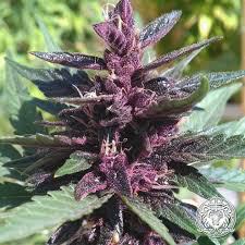 Buy Purple Kush Feminized Online