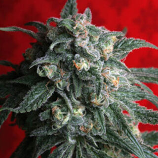 Buy A-Train Strain Online