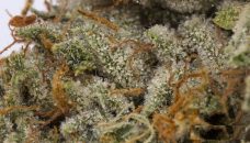 Buy Asteroid OG Strain: A Mysterious OG Kush Hybrid Online