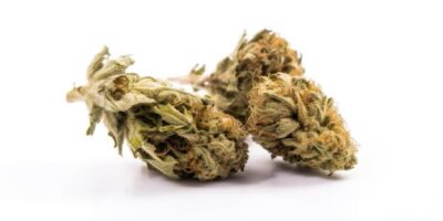 Buy Marijuana Strains EU