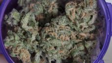 Buy Chocolope marijuana Strain - A Collection Of Hazes Online