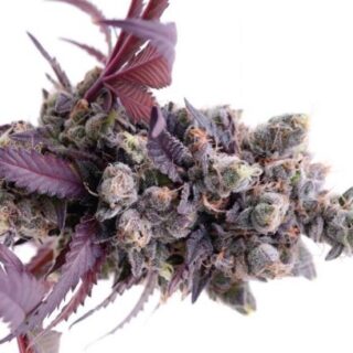 Buy Gelato strains 41 online
