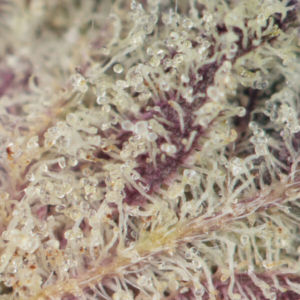 Gelato #33 Strain - Image 3