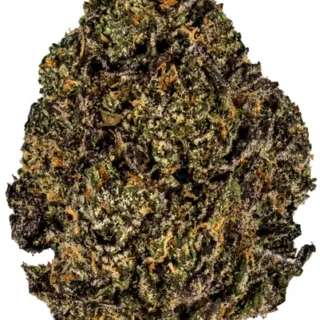 Buy Gelato 33