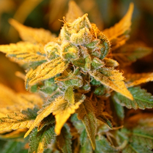 Buy kc 45 Strain Online