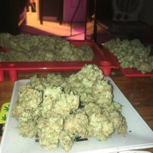 Buy purple kush Online
