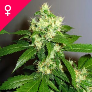 Buy Super Cheese Feminized Seeds Online