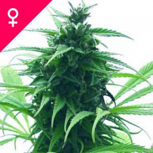 Buy Super Skunk Feminized Seeds Online